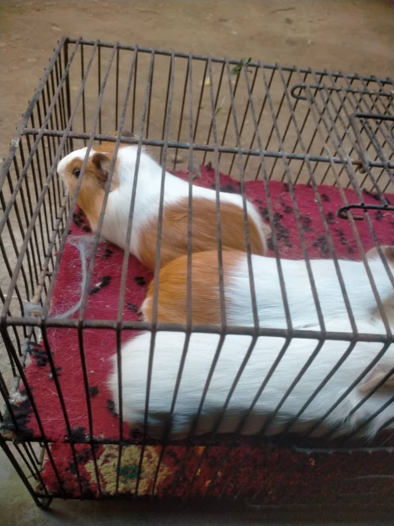 Guinea pig 0