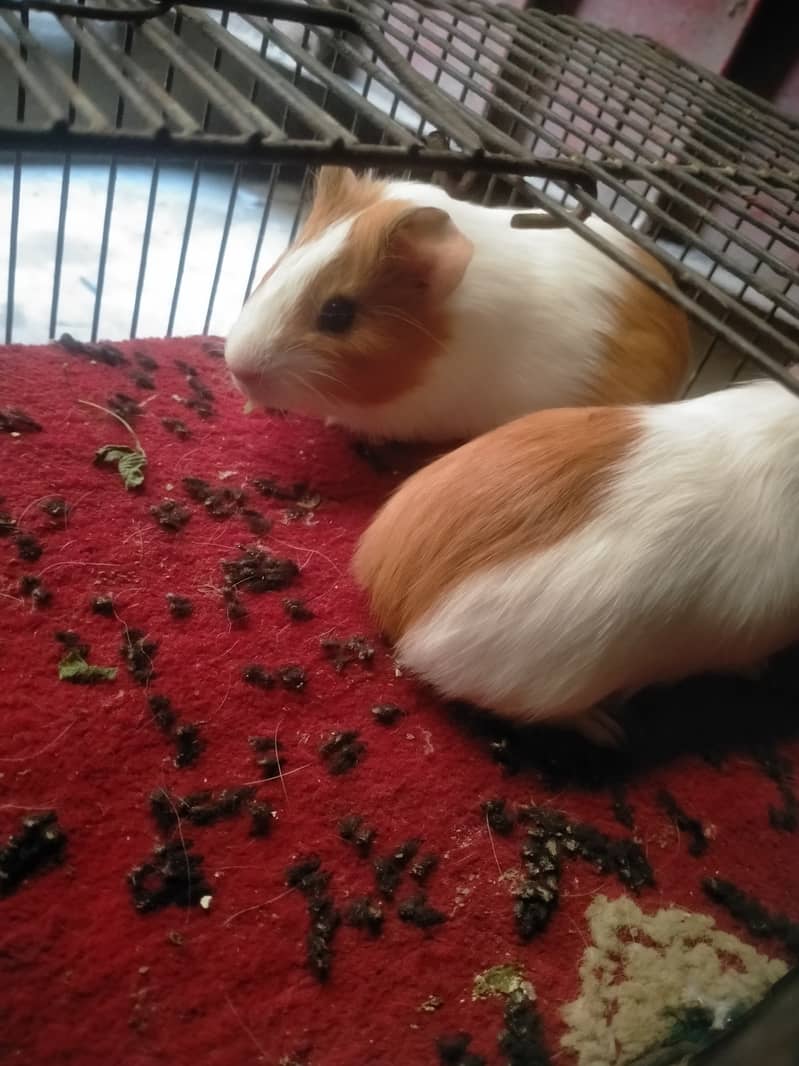 Guinea pig 3