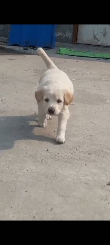 labrador female puppy. . 0