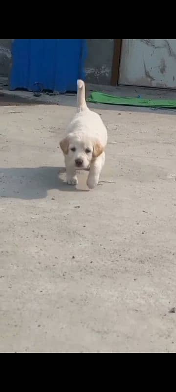 labrador female puppy. . 1