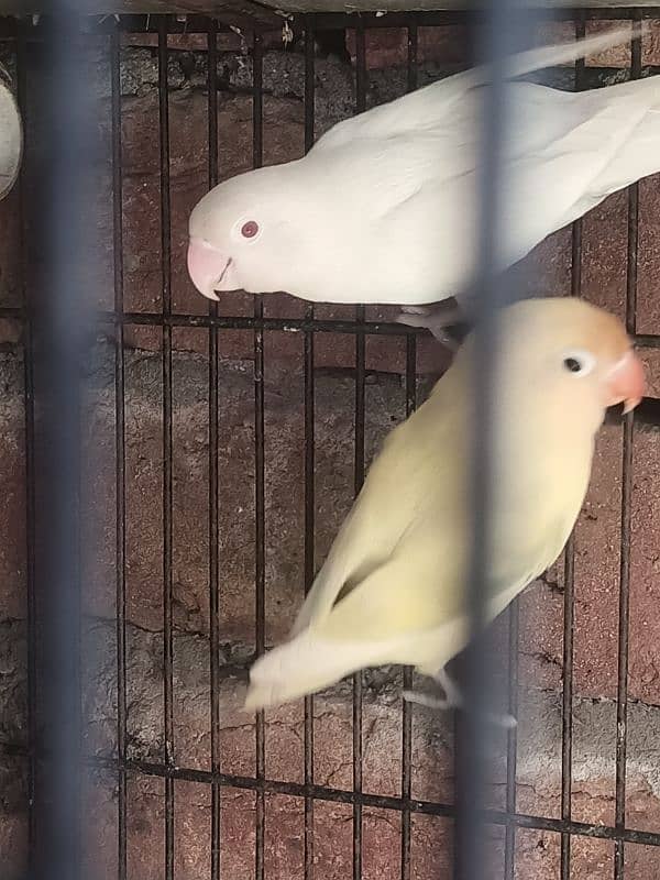 Albino red eye and Parblue pastelino Pair 0