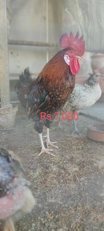 Desi Murga for Sale 0