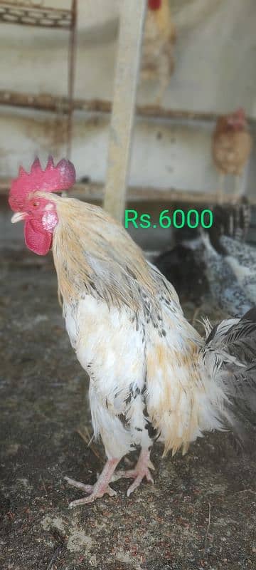 Desi Murga for Sale 3