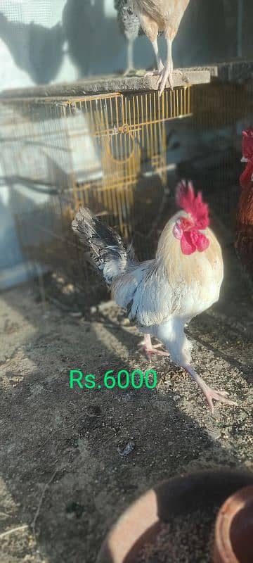 Desi Murga for Sale 4