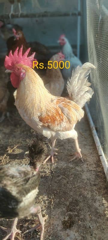 Desi Murga for Sale 6