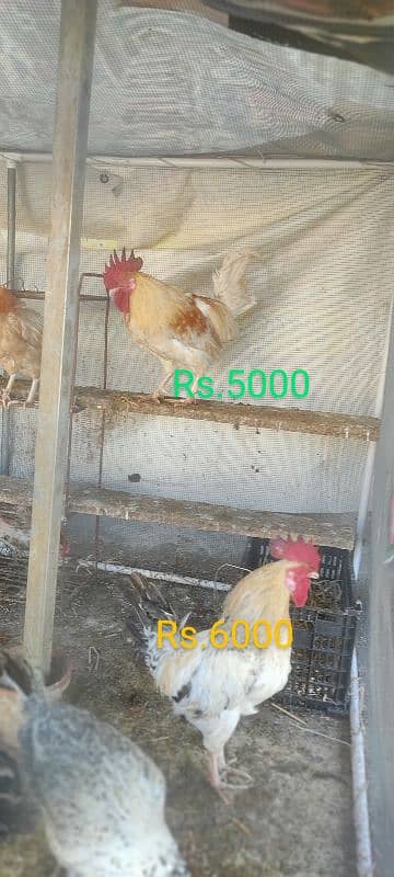 Desi Murga for Sale 7