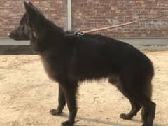 German shepherd long coat male for sale