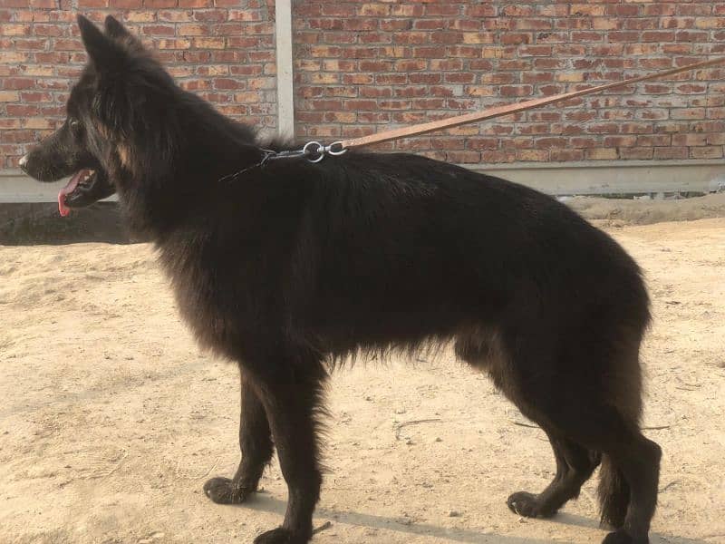 German shepherd long coat male for sale 1