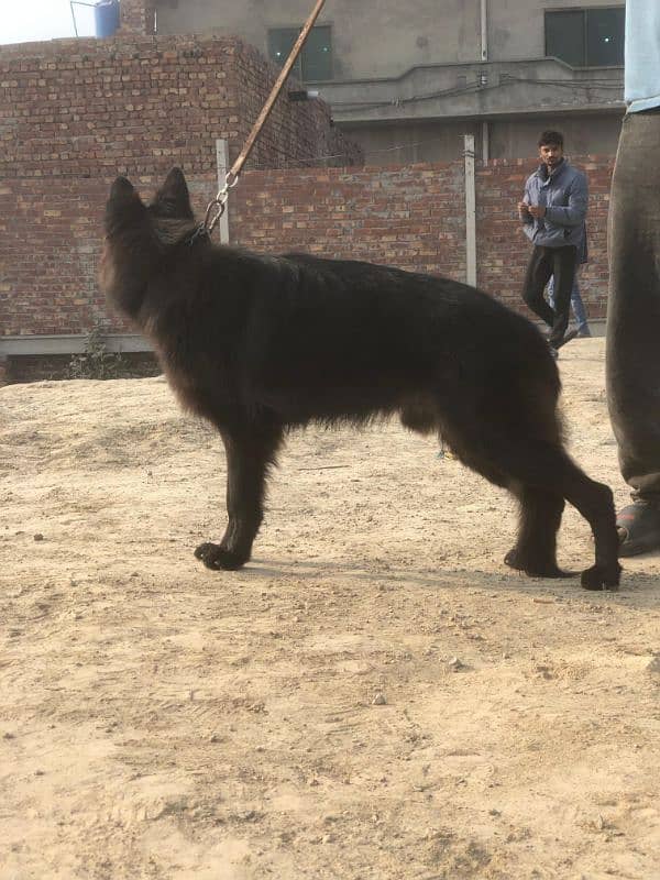 German shepherd long coat male for sale 2