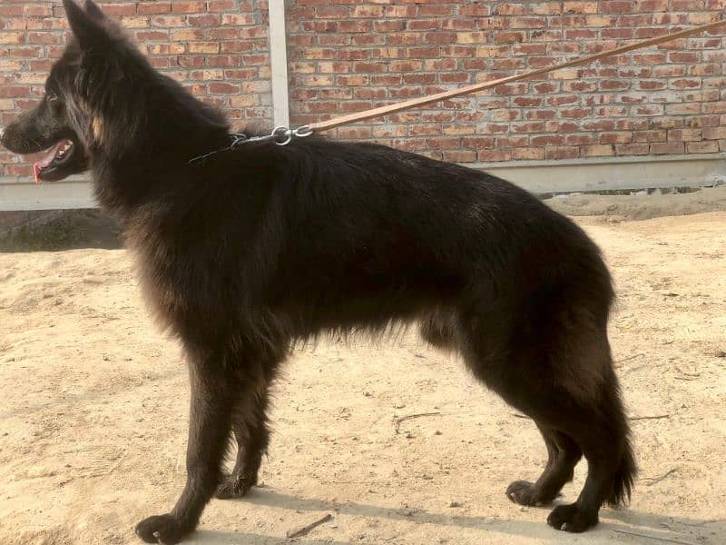 German shepherd long coat male for sale 3