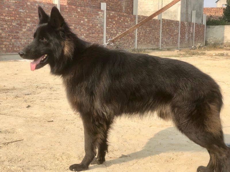 German shepherd long coat male for sale 4