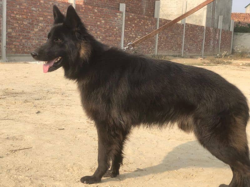 German shepherd long coat male for sale 5