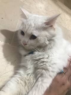 pure white persian cat. contact interested people