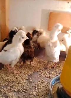 porcaline bentum ,molted polish ,buff ,silver sub ,chicks 03214099538