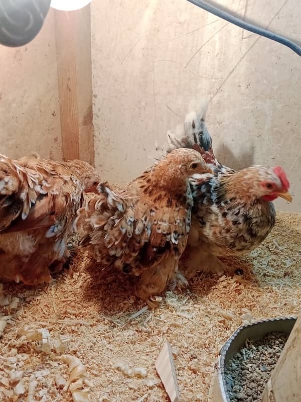 porcaline bentum ,molted polish ,buff ,silver sub ,chicks 03214099538 1