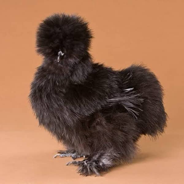 porcaline bentum ,molted polish ,buff ,silver sub ,chicks 03214099538 3