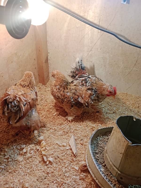 porcaline bentum ,molted polish ,buff ,silver sub ,chicks 03214099538 7