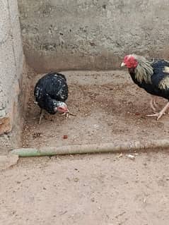 Aseel Pair for Sale