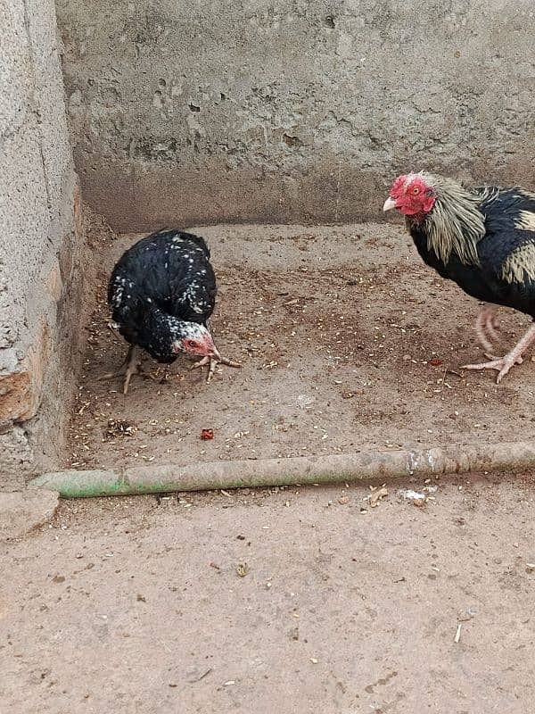 Aseel Pair for Sale 0