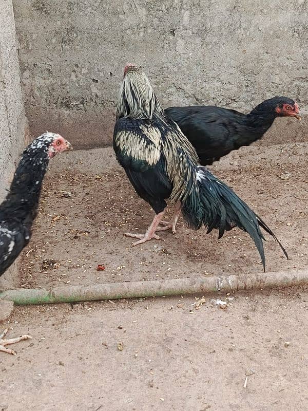 Aseel Pair for Sale 5