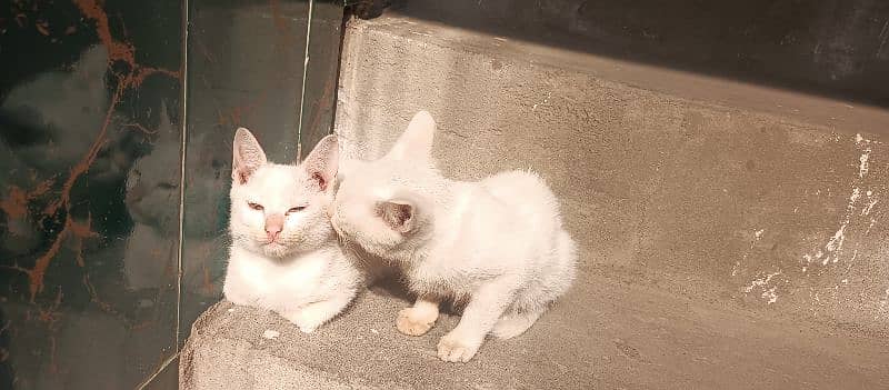 Persian  2 Cats  fol Sale single Coat contact whstap0305-4194424 0