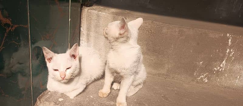 Persian  2 Cats  fol Sale single Coat contact whstap0305-4194424 1