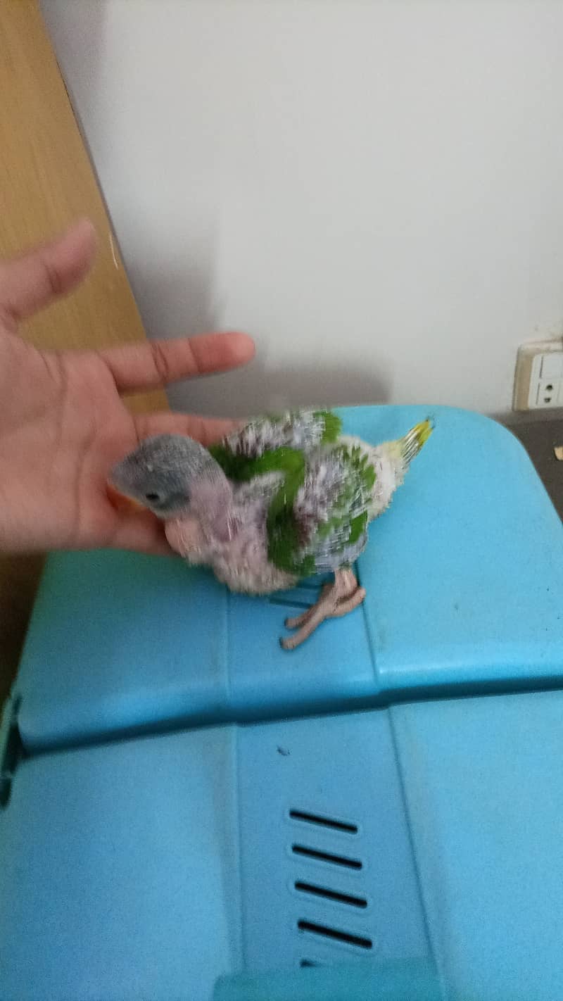 Kashmiri raw parrot chick jambo size 0