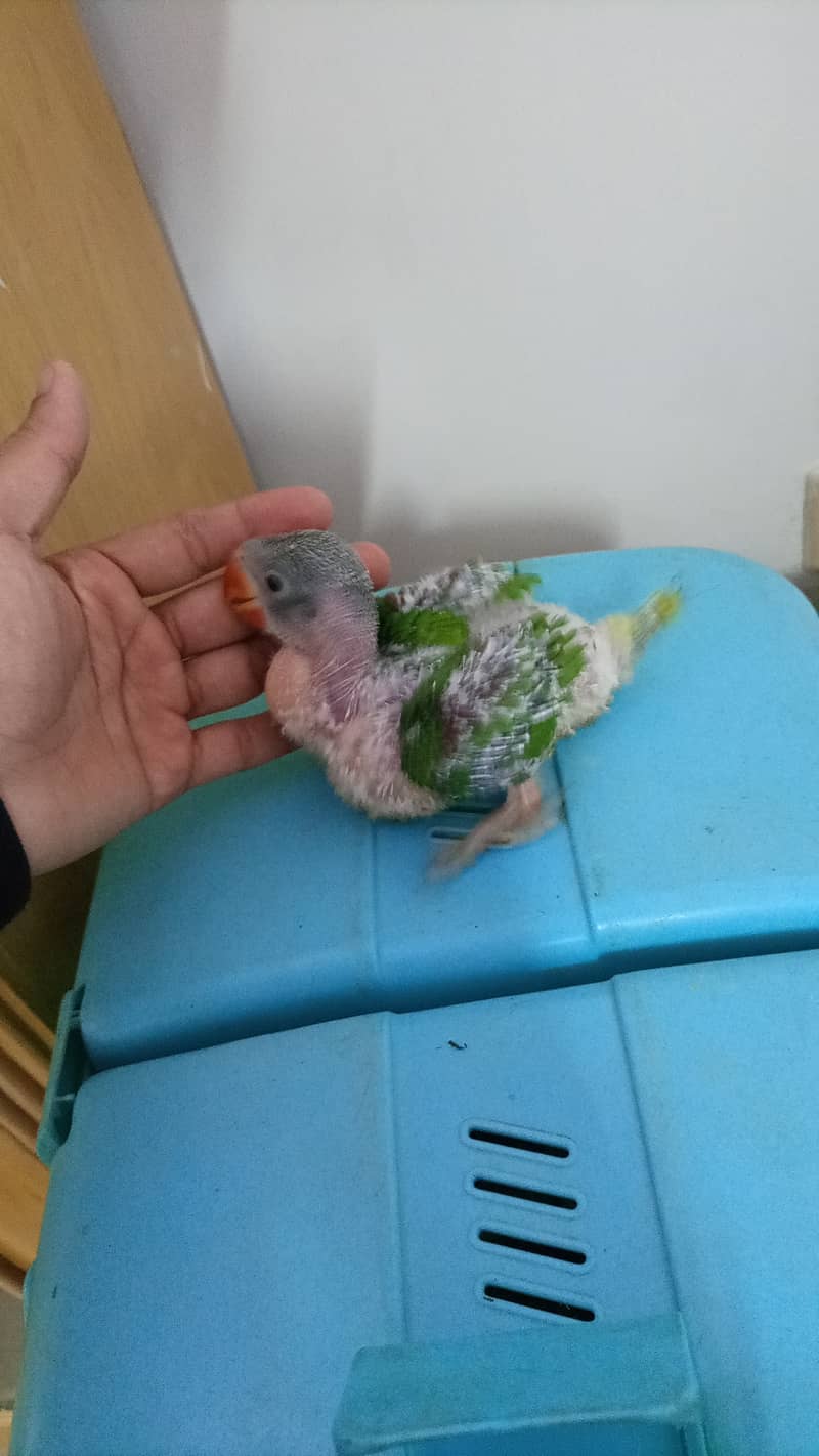 Kashmiri raw parrot chick jambo size 1