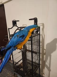 Blue and Gold Macaw