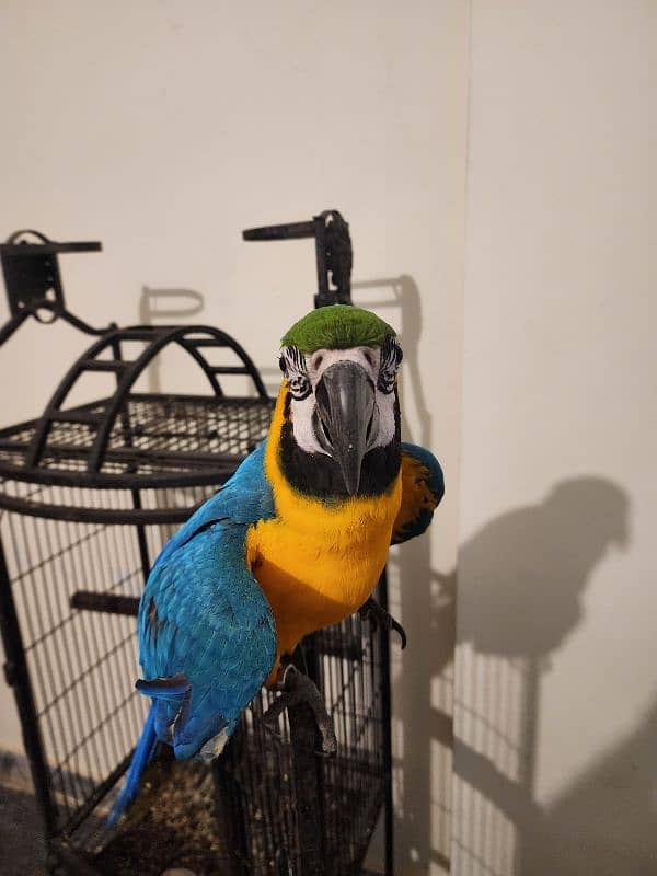 Blue and Gold Macaw 1