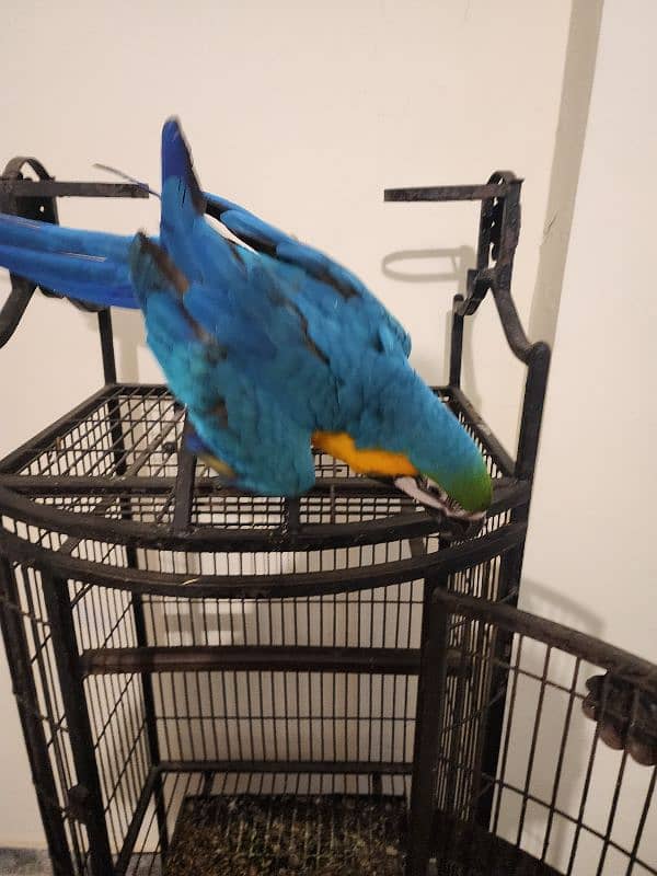 Blue and Gold Macaw 2