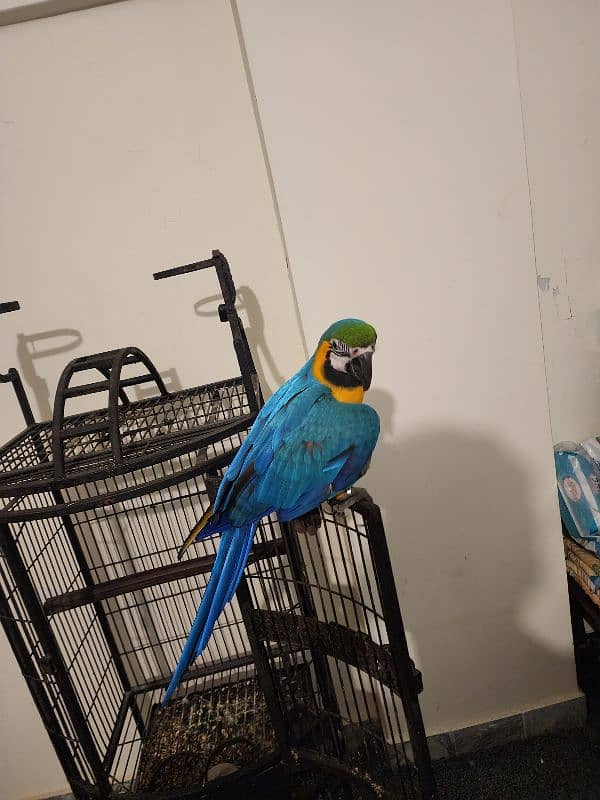 Blue and Gold Macaw 3