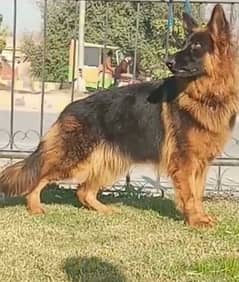 German Shepherd dog urgent sale call me 03433066498