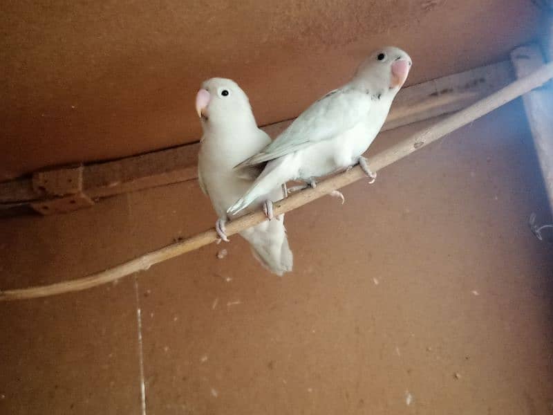 2 Albino love bird pair for sale 8