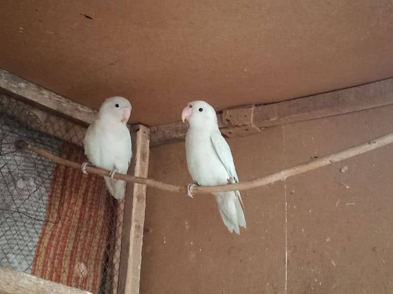 2 Albino love bird pair for sale 9