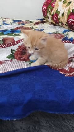 Persian kittens available