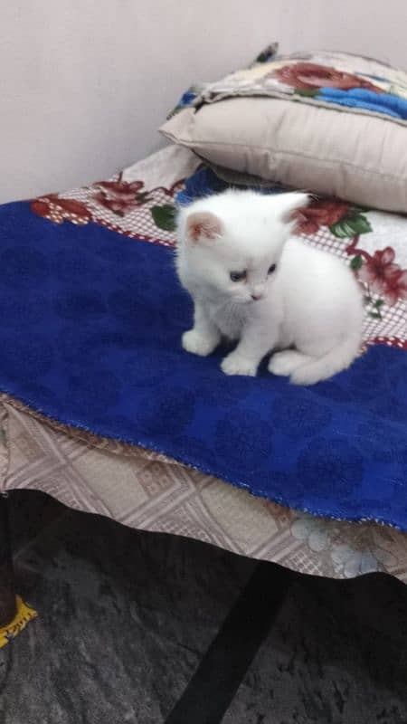 Persian kittens available 1