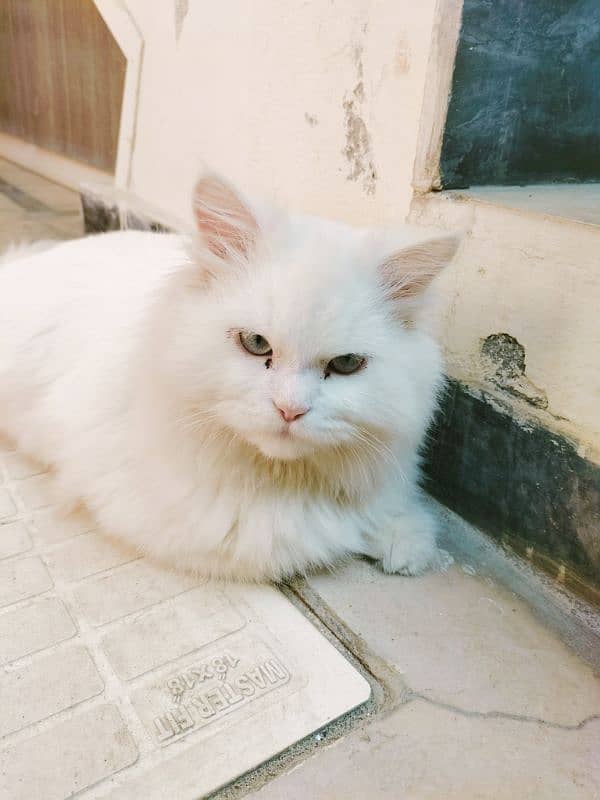 Pure Persian Cat ( triple Coat) 0