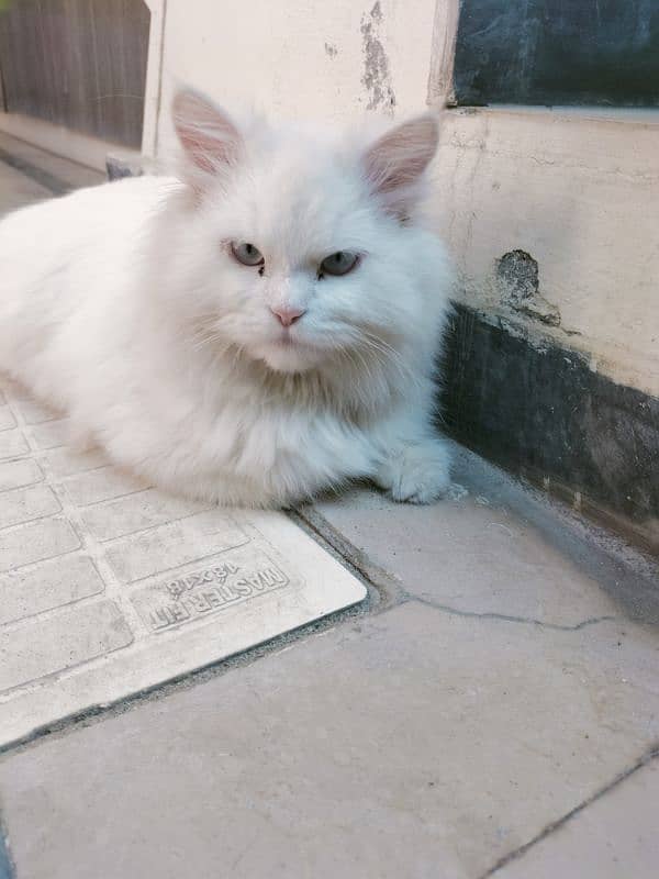 Pure Persian Cat ( triple Coat) 1