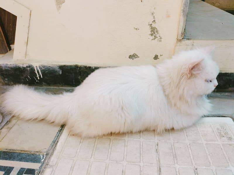 Pure Persian Cat ( triple Coat) 2