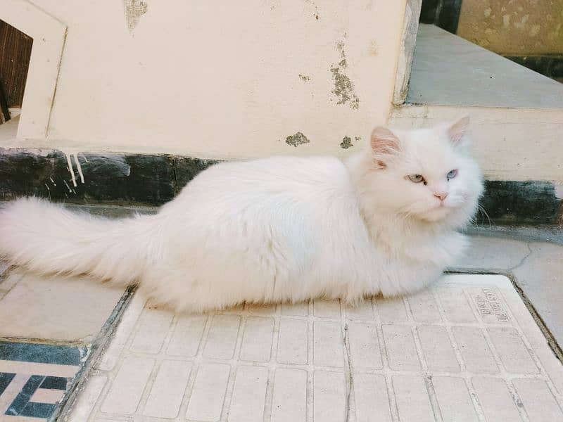 Pure Persian Cat ( triple Coat) 3