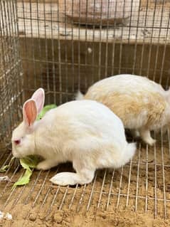 red eye rabbits breeder pair