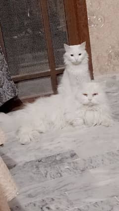 assalamualaikum y myry ghr k cats hn pair hn Pura Persian cats hn