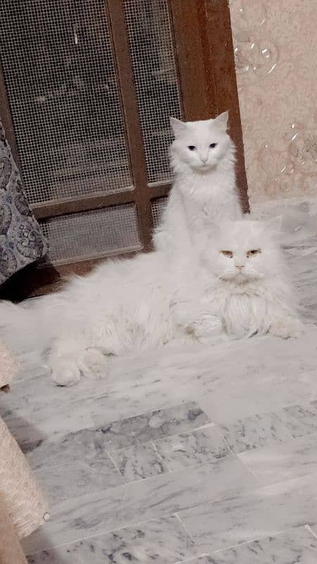 assalamualaikum y myry ghr k cats hn pair hn Pura Persian cats hn 0