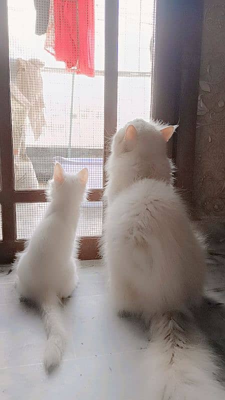 assalamualaikum y myry ghr k cats hn pair hn Pura Persian cats hn 2