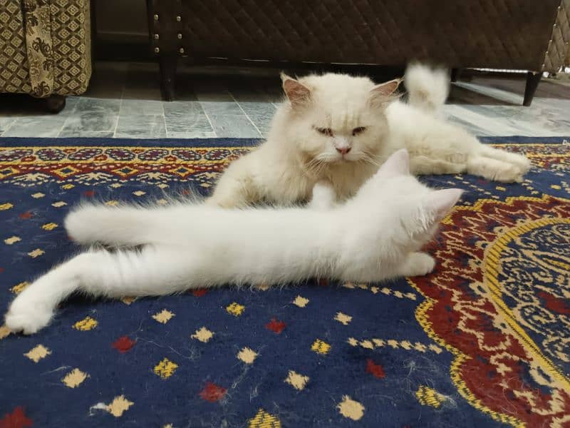 assalamualaikum y myry ghr k cats hn pair hn Pura Persian cats hn 3