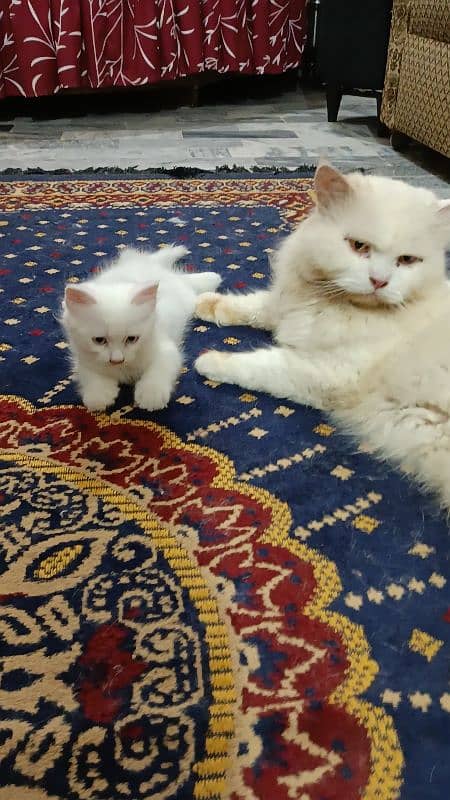 assalamualaikum y myry ghr k cats hn pair hn Pura Persian cats hn 4