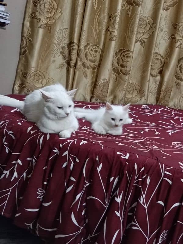 assalamualaikum y myry ghr k cats hn pair hn Pura Persian cats hn 5