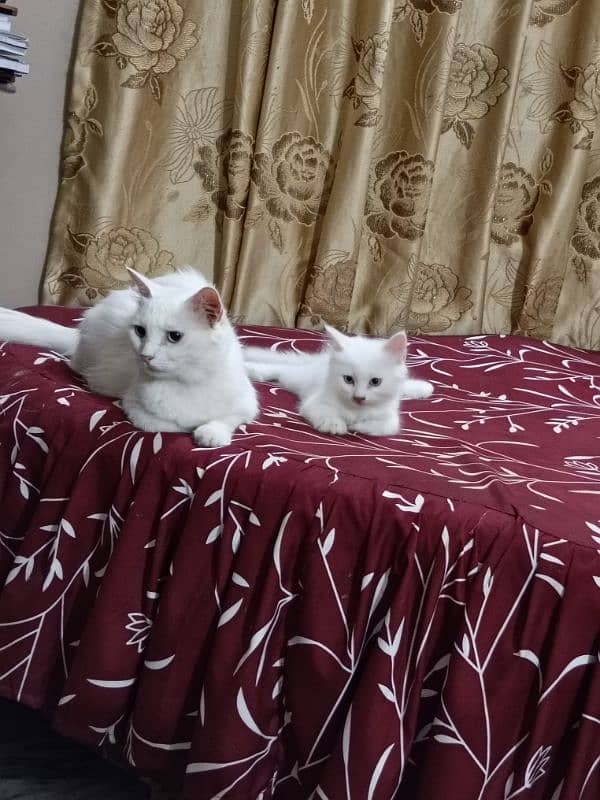 assalamualaikum y myry ghr k cats hn pair hn Pura Persian cats hn 6