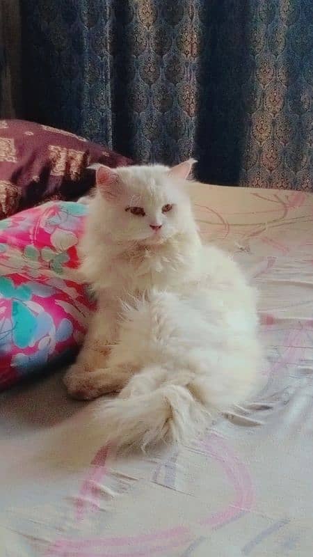 assalamualaikum y myry ghr k cats hn pair hn Pura Persian cats hn 9